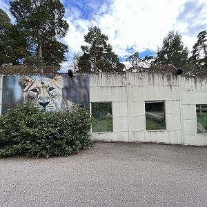 Asiatic Lion Exhibit