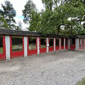 Komodo Dragon Exhibit