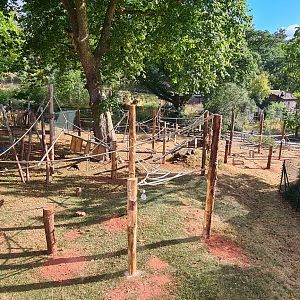 #1 New Sulawesi macaque exhibit upgrade