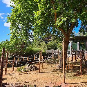 #2 New Sulawesi macaque exhibit upgrade