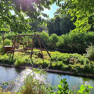 Paignton Zoo Bornean Orangutan Island