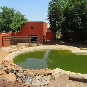 Dwarf Hippopotamus (Hippopotamus amphibius) Enclosure