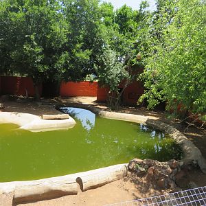 Dwarf Hippopotamus (Hippopotamus amphibius) Enclosure