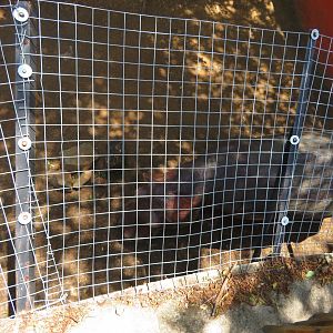 Dwarf Hippopotamus (Hippopotamus amphibius)