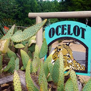 Aug. 2022 - The Desert - Ocelot Sign