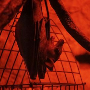 Long-Haired Fruit Bat (Stenonycteris lanosus)