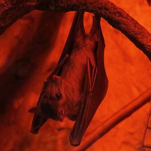 Long-Haired Fruit Bat (Stenonycteris lanosus)