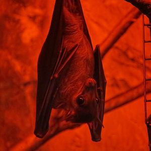 Long-Haired Fruit Bat (Stenonycteris lanosus)