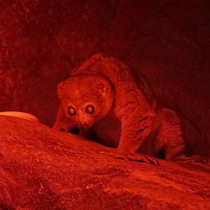 Potto (Perodicticus potto)