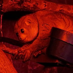 Potto (Perodicticus potto)