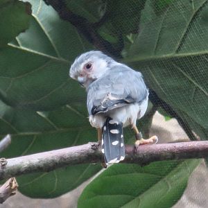 Pygmy Falcon (Polihierax semitorquatus)