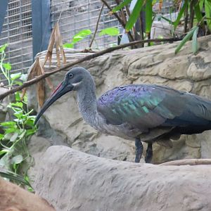 Hadada Ibis (Bostrychia hagedash)