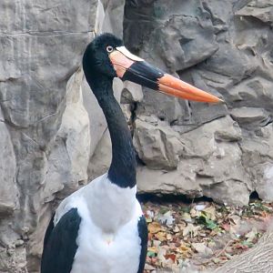 Saddle-Billed Stork (Ephippiorhynchus senegalensis)