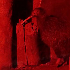 North Island Brown Kiwi (Apteryx mantelli)