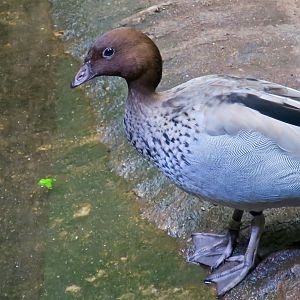 Maned Duck (Chenonetta jubata)