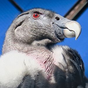 Andean Condor (Vultur gryphus)