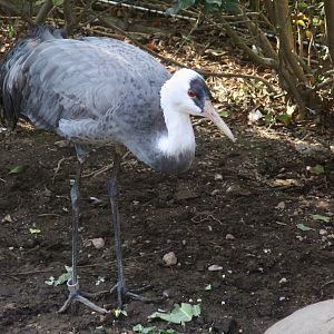 Hooded Crane (Grus monacha)