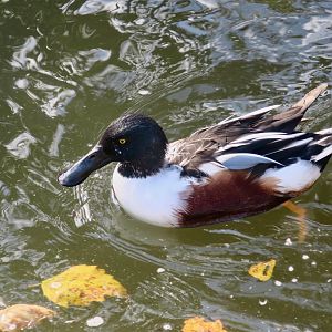 Northern Shoveler (Spatula clypeata)