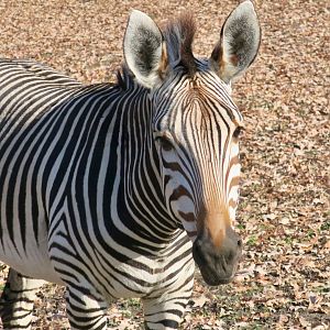 Hartmann's Mountain Zebra (Equus zebra hartmannae)