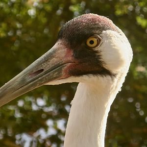 Whooping Crane (Grus americana)