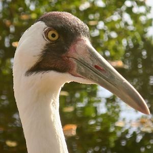 Whooping Crane (Grus americana)