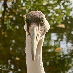 Whooping Crane (Grus americana)
