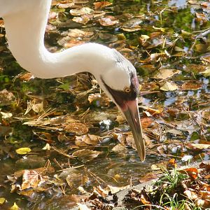 Whooping Crane (Grus americana)