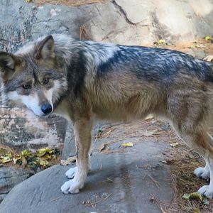 Mexican Wolf (Canis lupus baileyi)