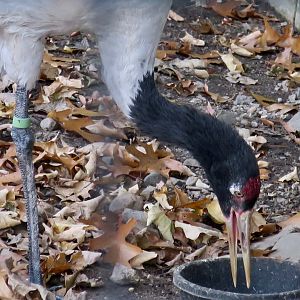 Black-Necked Crane (Grus nigricollis)