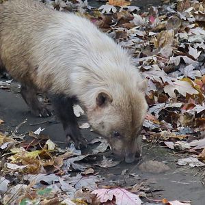 Bush Dog (Speothos venaticus)