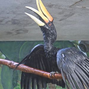 Rhinoceros Hornbill (Buceros rhinoceros)