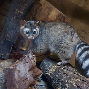 Ringtail (Bassariscus astutus)