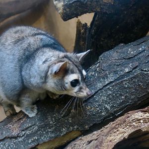 Ringtail (Bassariscus astutus)