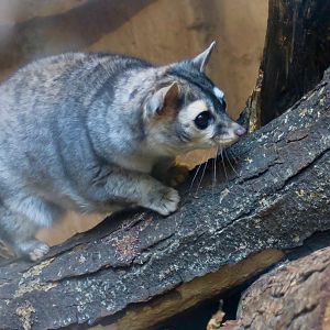 Ringtail (Bassariscus astutus)