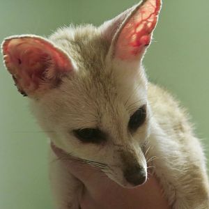 Pale Fox (Vulpes pallida)