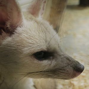 Pale Fox (Vulpes pallida)
