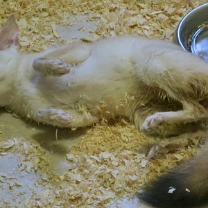 Pale Fox (Vulpes pallida)