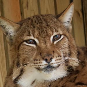Carpathian Lynx (Lynx lynx carpathicus)