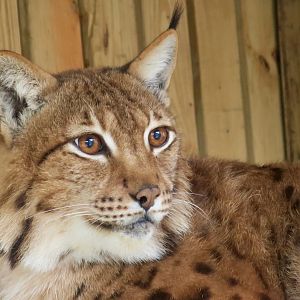 Carpathian Lynx (Lynx lynx carpathicus)