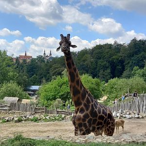 Rothschild's giraffe male