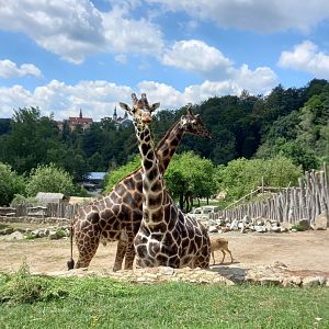 Rothschild's and Reticulated giraffes males