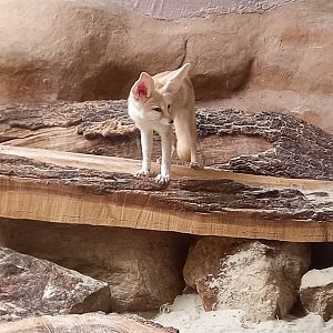Fennec fox