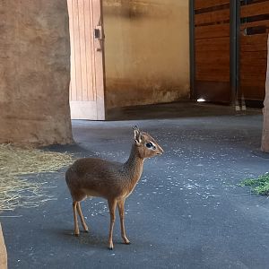 Kirk's dikdik