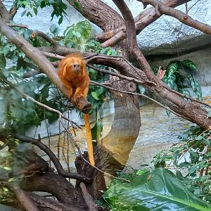 Golden lion tamarin
