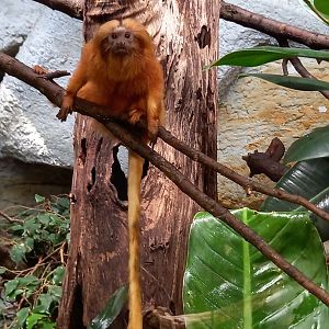 Golden lion tamarin