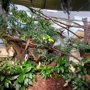 Golden lion tamarin's exhibit