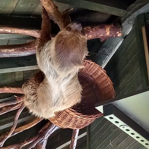 Two-toed Sloth