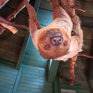 Two-toed Sloth