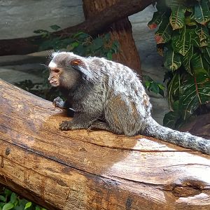 Black-tufted Marmoset