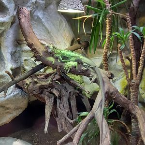 Lesser Antillean Iguana